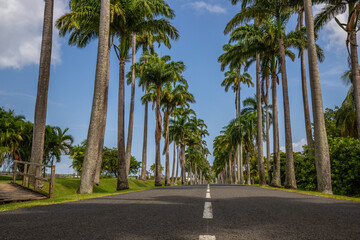 The famous Pallem allee l’Allée Dumanoir. Landscape shot from the middle of the street into the avenue. Taken on a changeable day.Grand Terre, Guadeloupe, Caribbean - obrazy, fototapety, plakaty