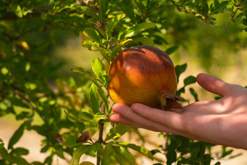 a girl holds a pomegranate in her hand, advertising fruits, healthy eating, organic products, as...