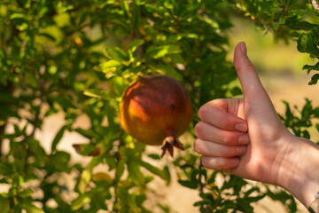 hand showing like, holding a pomegranate, advertising fruits, healthy eating, organic products, as...