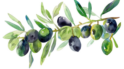 Olive branch watercolor with black olives isolated on  white background