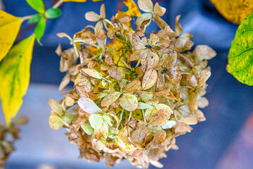 Hydrangea Closeup And Insects With Selective Focus As Golden Macro Photography of Hortensia in the Late Autumn