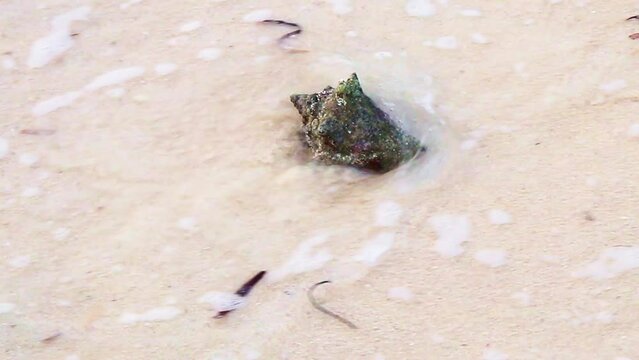 Footage of the whelk type of seashell by the the seashore. Slow motion, Nature