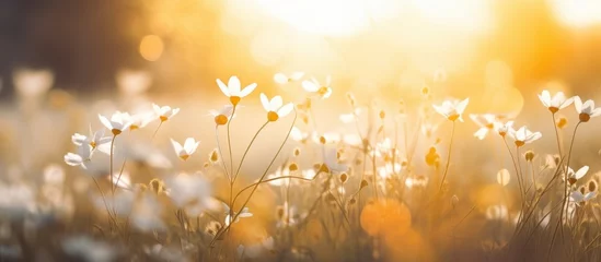 Poster A meadow filled with daisies, their amber petals glowing in the sunlight. The sky is a brilliant blue, adding to the natural landscapes beauty © AkuAku