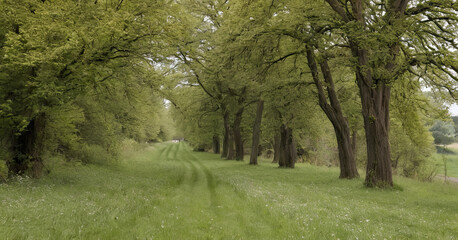 Naklejka premium path in the forest