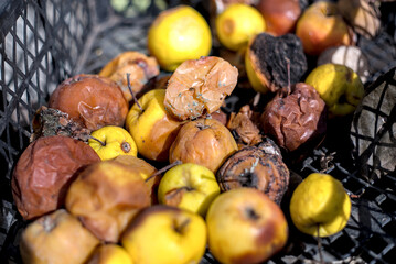 Rotten apples in a box