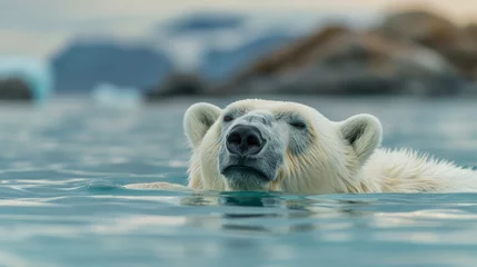 Wandcirkels tuinposter Polar bear swimming in the Arctic ocean © cac_tus