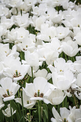 Close Up Shot of Clusters of White Flowers Amidst Greenery, Showcasing the Freshness and Full Bloom of Spring
