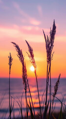 Silhouettes of grass at sunset with colorful sky