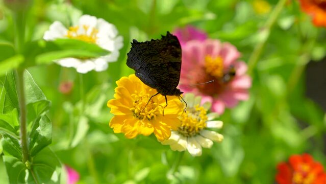 A beautiful black and orange butterfly collects nectar on a yellow flower. Close-up, Selective focus