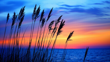 Reeds against a colorful sunset sky