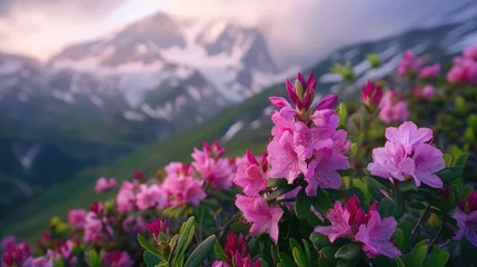 Crédence de cuisine en verre imprimé Azalée Magic pink rhododendron flowers on summer mountain