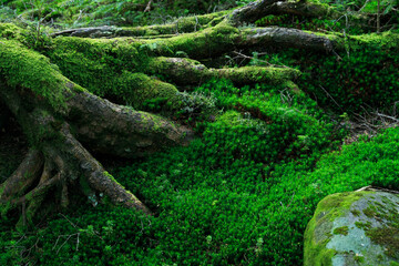 長野県　白駒の池・苔の森