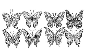 Fototapeta premium butterfly picture, It's a very beautiful picture.