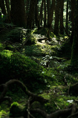 Obraz premium 長野県 白駒の池・苔の森