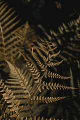 Nature © T.Turzanski