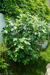 Photograph of a Chicago Hardy Fig Tree that is thriving in the summer season.
