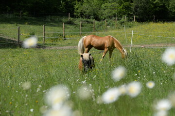Sommer auf der Weide. Pferd und Pony auf der blühenden Wiese, Pony mit Fressbremse und Fliegenmaske