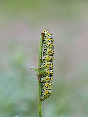 Very pretty hairless caterpillar with white, black and yellow colors. It perches on a plant stem in a natural environment. It is a caterpillar of a moth. Genus Cucullia. Noctuidae family.