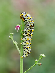 Very pretty hairless caterpillar with white, black and yellow colors. It perches on a plant stem in a natural environment. It is a caterpillar of a moth. Genus Cucullia. Noctuidae family.