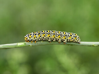 Fototapeta premium Very pretty hairless caterpillar with white, black and yellow colors. It perches on a plant stem in a natural environment. It is a caterpillar of a moth. Genus Cucullia. Noctuidae family.