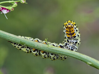 Very pretty hairless caterpillar with white, black and yellow colors. It perches on a plant stem in a natural environment. It is a caterpillar of a moth. Genus Cucullia. Noctuidae family.