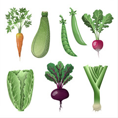 Organic farm vegetables set. Fresh ingredients for menu and posters. Carrot, beet, zuccini, lettuce, peas, leek individual elements.