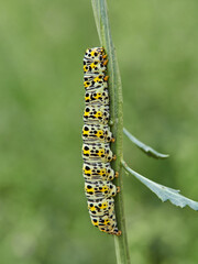 Very pretty hairless caterpillar with white, black and yellow colors. It perches on a plant stem in a natural environment. It is a caterpillar of a moth. Genus Cucullia. Noctuidae family.