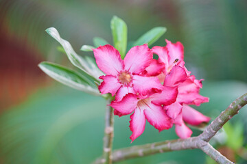 Close-up view of pink Adenium flower blooming in the garden
