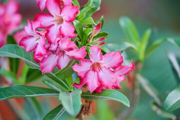 Close-up view of pink Adenium flower blooming in the garden