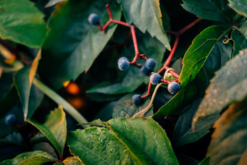 Green hedge of leaves of wild grapes with berries. Dense hedgerow. Natural texture. Plant background. Beautiful nature wallpaper. Garden decoration. A wall overgrown with ivy. High quality photo - obrazy, fototapety, plakaty
