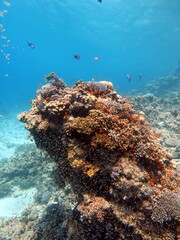 Red sea fish and coral reef