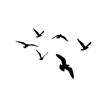 Birds flying in the sky.