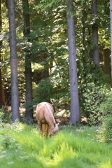 Waldpferd. Schönes goldenes Pferd frei im sommerlichen Wald