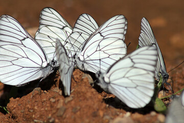Large group of butterflies.