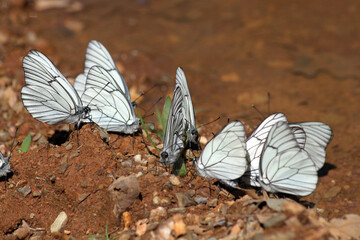 Fototapeta na wymiar Large group of butterflies.
