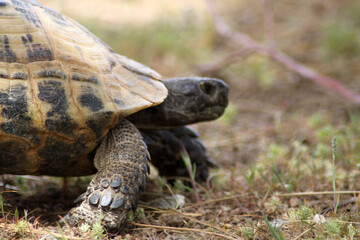 a cute turtle in nature