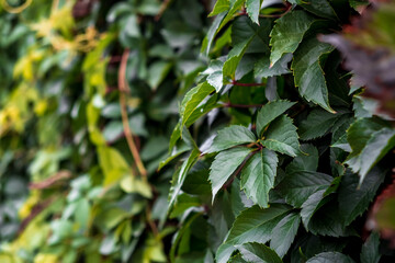 Obraz premium Green hedge of leaves of wild grapes. Dense hedgerow. Natural texture. Plant background. Beautiful nature wallpaper. Garden decoration. A wall overgrown with ivy. High quality photo
