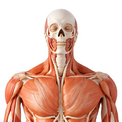 Human muscle anatomy model with skull - obrazy, fototapety, plakaty