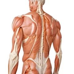 Fotobehang Detailed anatomy model of human back muscles © Bi