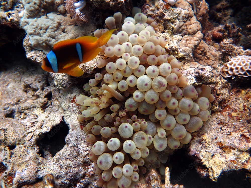 Sticker Red sea clown fish