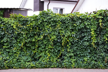 Green hedge of leaves of wild grapes. Dense hedgerow. Natural texture. Plant background. Beautiful nature wallpaper. Garden decoration. A wall overgrown with ivy. High quality photo - obrazy, fototapety, plakaty