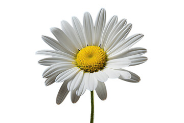 White Daisy With Yellow Center on White Background. On a White or Clear Surface PNG Transparent Background.
