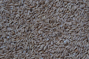 Oat seeds background. High quality photo