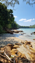 Serene sandy beach lined with lush trees, with calm waters in the background under a clear sky