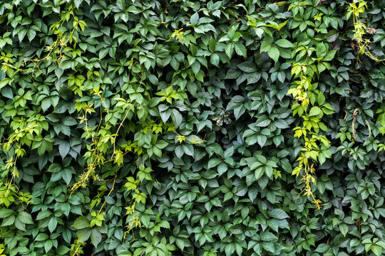 Green hedge of leaves of wild grapes. Dense hedgerow. Natural texture. Plant background. Beautiful nature wallpaper. Garden decoration. A wall overgrown with ivy. High quality photo