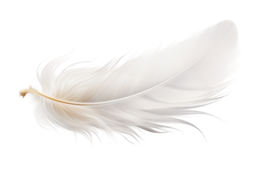 White Feather Resting on White Surface. On a White or Clear Surface PNG Transparent Background.