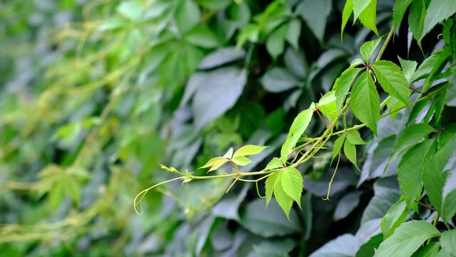 Green hedge of leaves of wild grapes. Dense hedgerow. Natural texture. Plant background. Beautiful nature wallpaper. Garden decoration. A wall overgrown with ivy. High quality 4K