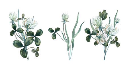 Set of bouquets with clover flowers, leaves and grass. The compositions are hand-drawn in watercolor isolated on a white background. For design cards and weddings