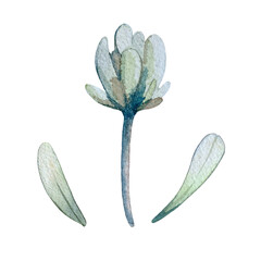 Stylized white clover flower isolated on white background. Watercolor illustration drawn by hand. For postcards and print design.