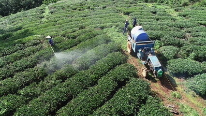 Lush green tea hills and workers picking tea - obrazy, fototapety, plakaty